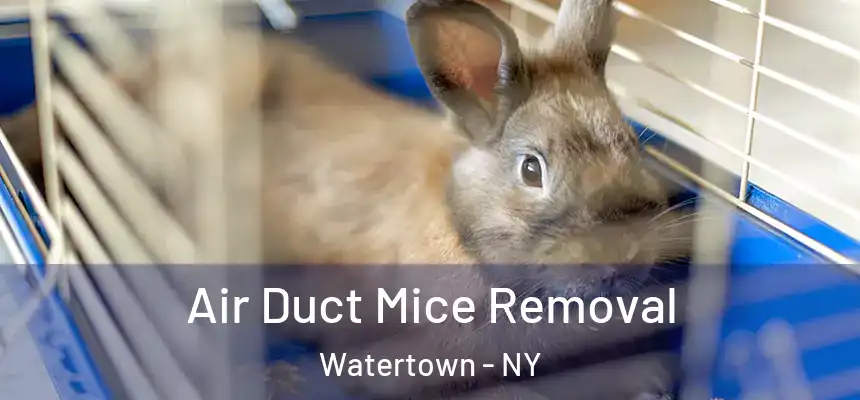  Air Duct Mice Removal Watertown - NY
